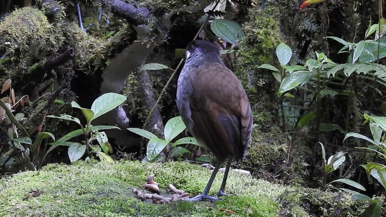 Jocotoco Antpitta, adult and juvenile, Tapichalaca Reserve.