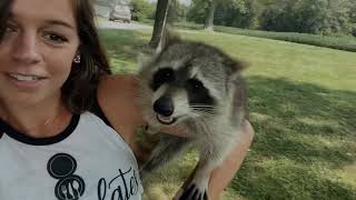 Meet Roscoe the Raccoon