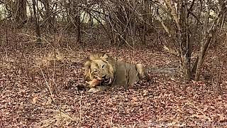 Lion enjoying an impala dinner!