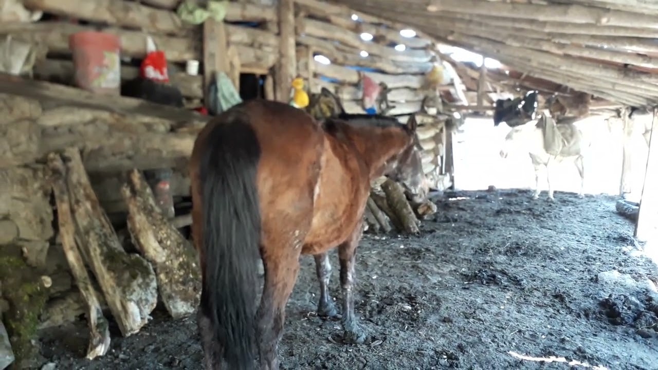 سوزان#جنگل#طبیعت#اسب#هوا#ابری#horse#ایران #iran#چوبی#حسن#سبز#آسمان#cow#nature#عشق#مسافر#زیبایی#طبیعی