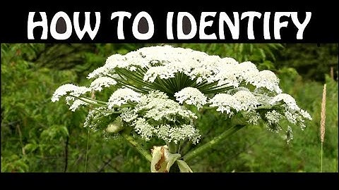 How To Identify Giant Hogweed