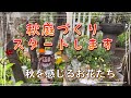 【ガーデニング】【秋のお庭づくり】秋庭づくりスタートします。秋を感じるお花たち