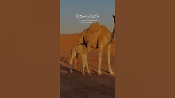 {أَفَلا يَنْظُرُونَ إِلَى الإِبِلِ كَيْفَ خُلِقَتْ}القارئ عبدالرحمن مسعد||ستوريات قرآن كريم\#quran