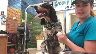 English setter grooming (field cut)
