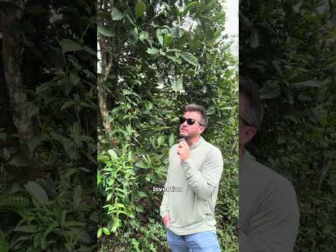 The future of coffee might already exist #excelsa