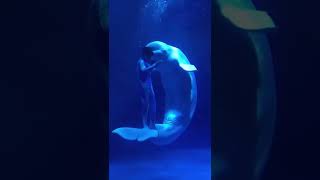 beluga whale human like knees #belugawhalelover