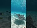 Flying beneath the waves 🌊🪶#underwater #akmamun #reels #sealife #ocean