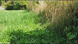 RANDOM THOUGHTS OUTDOORS  nature cam