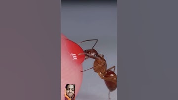 Ant Drinking Red Nectar From Finger#short #viral