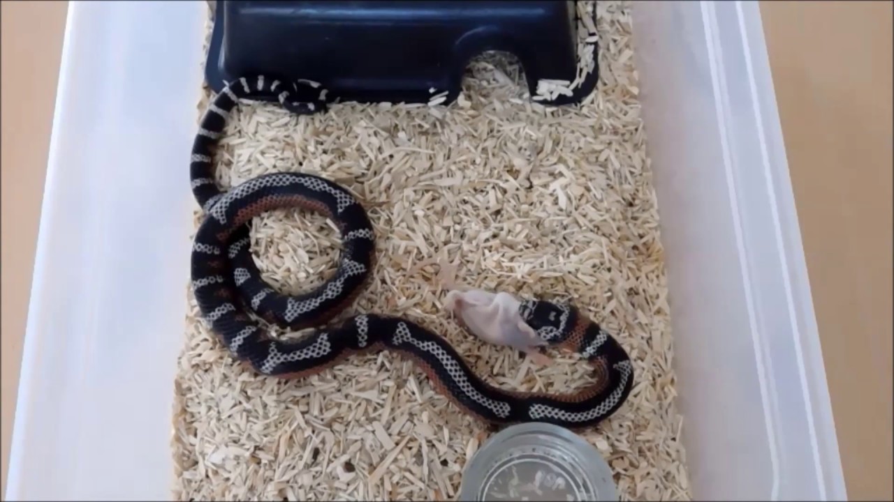 camera iphone 8 plus apk Andesiana Fütterung - feeding time