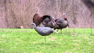 Big Tom Dropped with an arrow in Missouri @ Tombstone Creek Outfitting