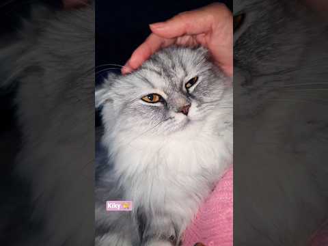 اللهم يا سميع الدعا دعاء يريح القلوب جبر خواطر دعاء مستجاب دعاء قطط    