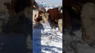 Boğalar Karşi Meraya Çikti