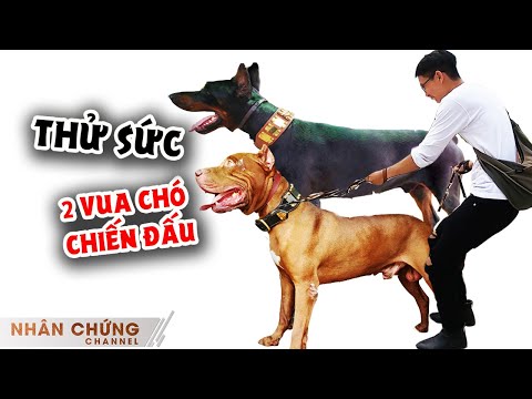 Video Nhân Chứng Channel đánh liều dắt Pitbull & Dobermann... - youtube