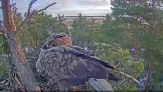 merikotkas eagle nest camera 2016 timelapse