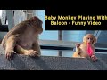 Baby Monkey Playing With Balloon - Funny Video