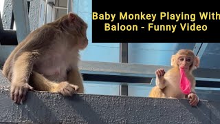 Baby Monkey Playing With Balloon - Funny Video
