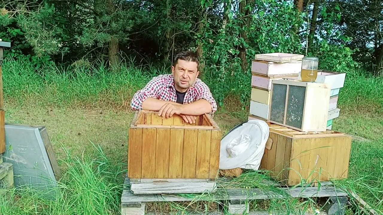 Porażka przy poddawaniu reproduktorki Carnica Peschetz