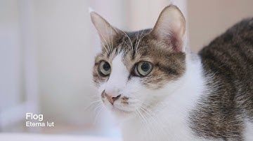 Fujifilm X-T2 F-log color grading