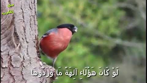 -تلاوة عطرة مباركة - من أوآخر سورة الأنبياء - بصوت القارئ - عبد العزيز سحيم # 🎧