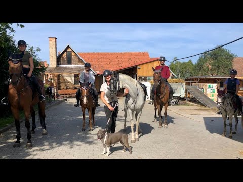Vlog von TJ Lucky Drásov: Alltag in einem Trainingsstall