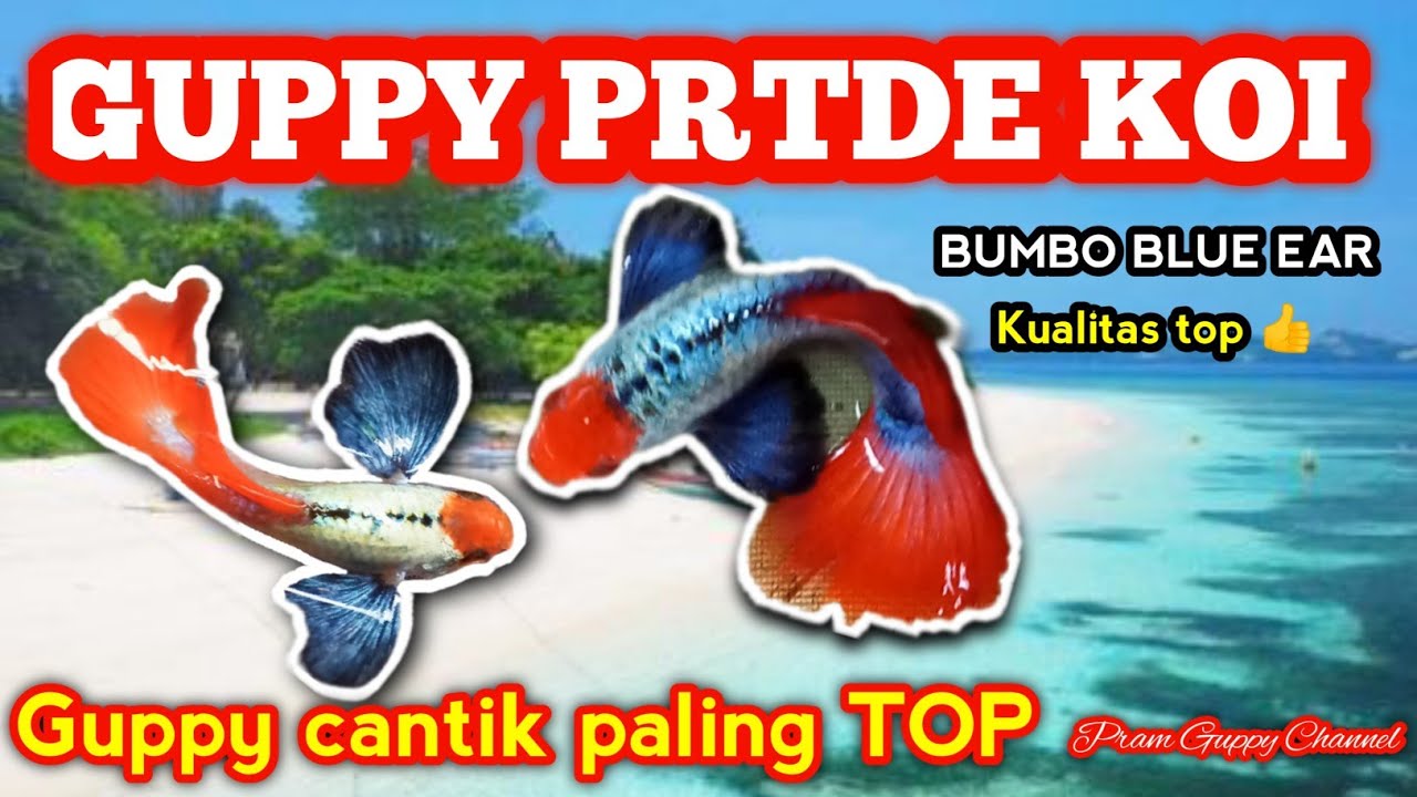 GUPPY PRTDE KOI YANG SANGAT INDAH DAN SANGAT LAYAK UNTUK DI BREEDING DI TEMPAT ANDA. #prtdekoi