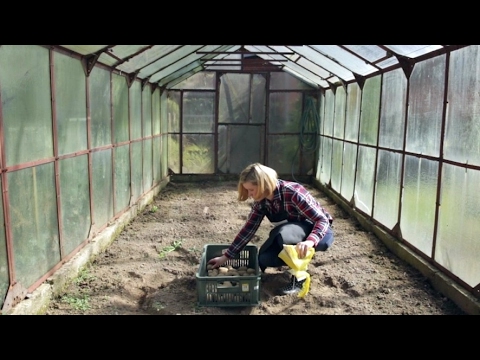 Video: Ar Reikia Pasodinus Bulves Laistyti