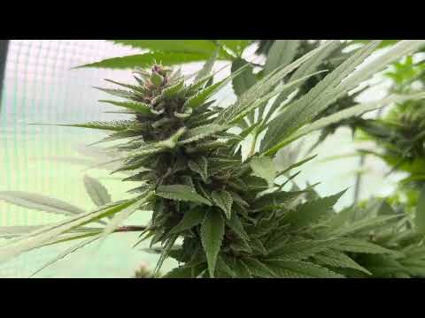 Pakistan Chitral Kush by Ace Seeds 