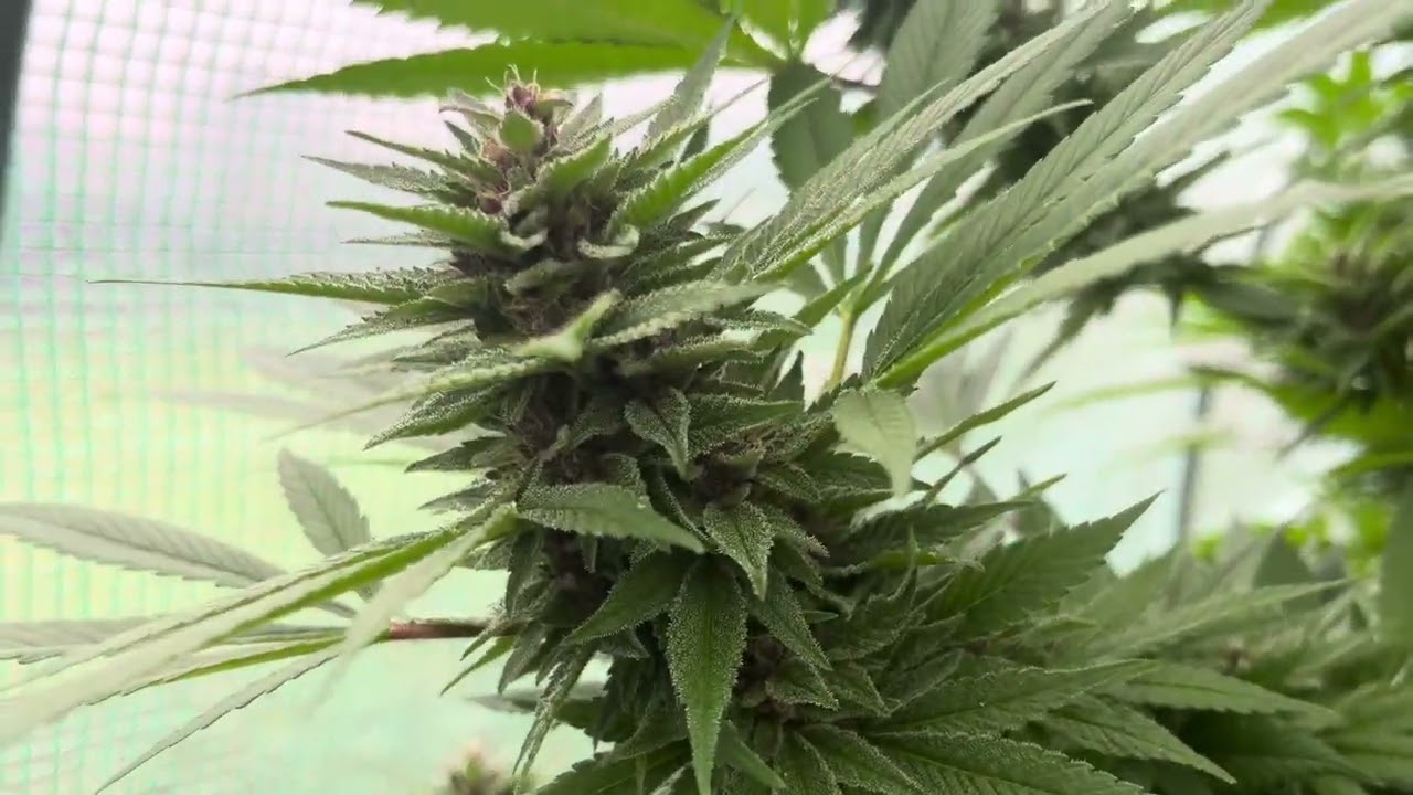 Pakistan Chitral Kush by Ace Seeds 