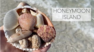 Honeymoon Island Florida. Beachcombing for chestnut turbans and other treasures!