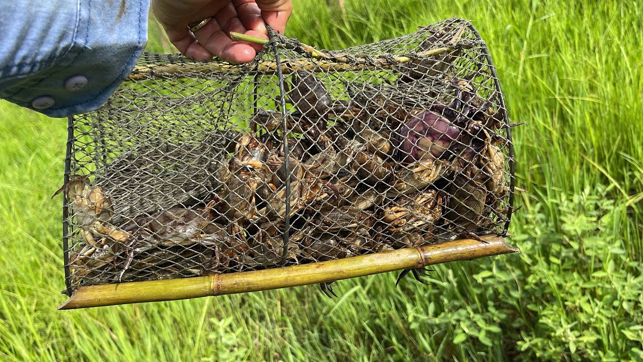 Cách làm mồi bẫy cua đồng đơn giản mà cực kỳ hiệu quả #bẫycuađồng 