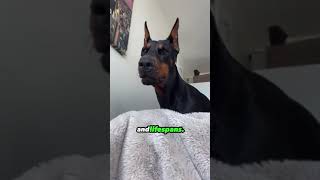 Doberman Pinscher VS Belgian Malinois Which dog breed would you