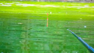 SPOT BARU !! Mancing ikan nila kedalaman 4 meter ikan mau makan umpan lumut | mancing karangkates