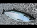 LIVE Kokanee Fishing In Washington State