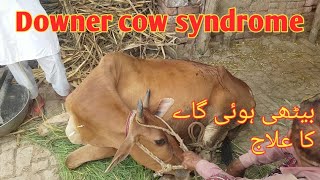 Downer cow syndrome | Muscular dystrophy in cow | Dignous and treatment | Dr.Mubarak Ali Fakhr