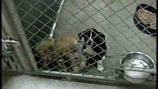 Espanola Animal Shelter (Non Profit)