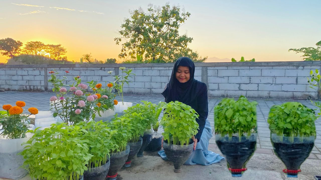 Cara Menanam Bayam Di Galon Bekas Secara Organik, Berkebun Di Pekarangan Rumah, Kebun Mini