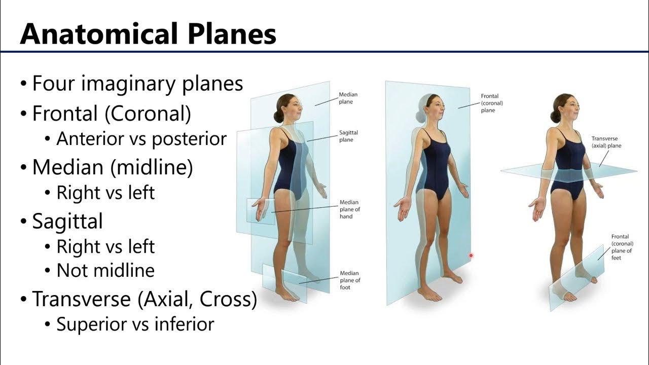 Anatomical regions directions and planes youtube