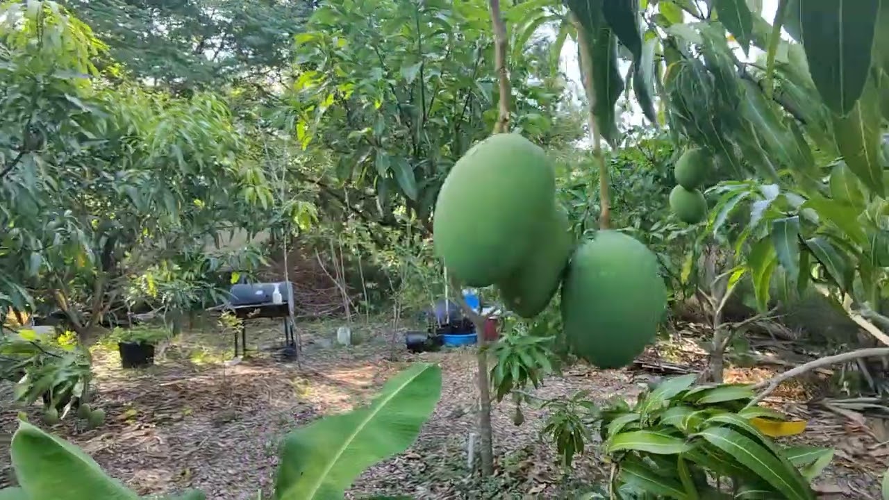 Golden Nugget mango 🥭 - YouTube