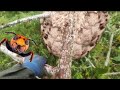 Bắt ong bầu trời trên ngọn cây gạo siêu nhiều quân - catching wasps on the treetops