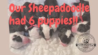 Our Sheepadoodle delivered 6 puppies!