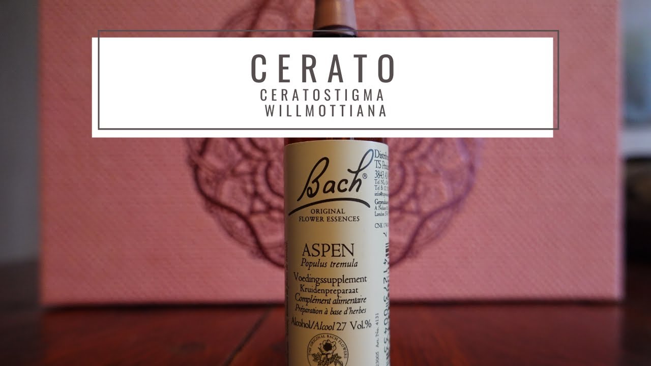 Cerato - Ceratostigma willmottianum