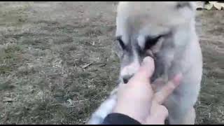 Бугай Алабай. В гостях у Рады. Танцуют ВСЕ. Бугай Алабай. В гостях у Рады. Танцуют ВСЕ.