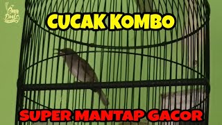 🟠CUCAK KOMBO SUARA MANTAP !!!