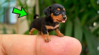 😲 Estas son Las 10 RAZAS de PERROS más PEQUEÑAS del mundo — ¡Caben en tu mano!