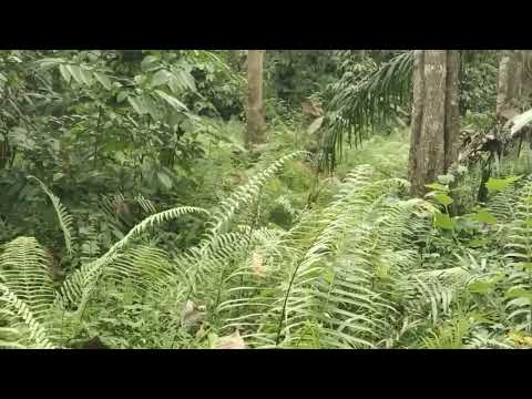 Ngitip wong kentu mesum neng tengah alas roban | meniru gaya pesugihan gunung kemukus - VIDEO KOMEDI