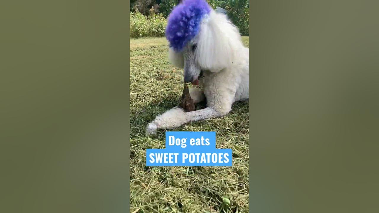 will-dog-eat-a-sweet-potato-dog-dogtreats-natural-youtube