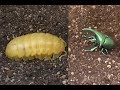 カラフルな巨大ダンゴムシとゲジゲジ虫がバトル　おもちゃ砂遊び