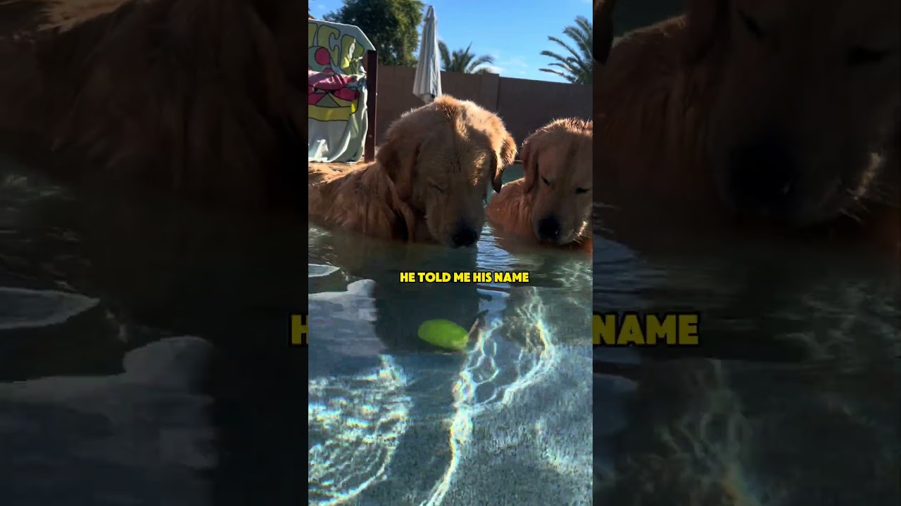 That’s it, he’s cooked 🤿