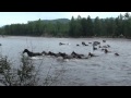 Кони переплывают реку Баргузин